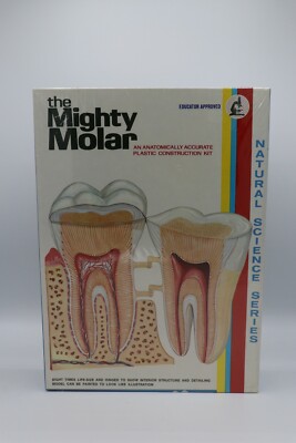  VTG 1973 Lindberg The Mighty Molar Anatomically Accurate Tooth Kit 1309 New