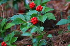 30 Bunchberry Bush Seeds for Planting - Cornus Canadensis - Bunchberry Dogwood