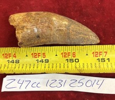 Rare Carcharodontosaurus Dinosaur Tooth T Rex Cousin 95 Mil Yrs Fossil 2 7/8”
