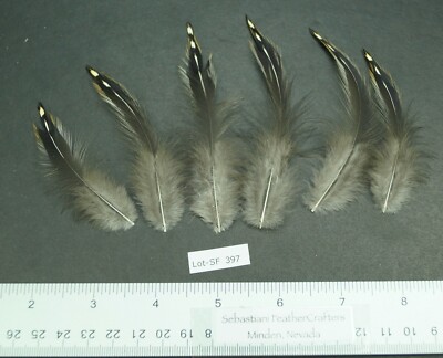 Six 3'' to 4'' Jungle Fowl (Gallus sonneratii) Neck Hackle Feathers Lot-SF 397
