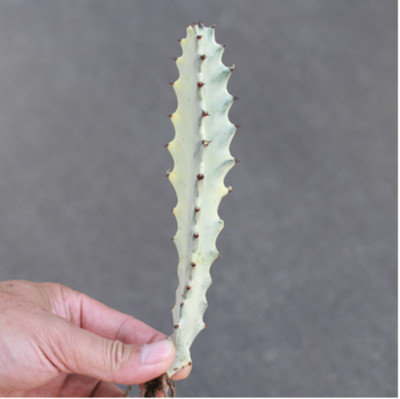 Hgh12-15cmSucculent plants Euphorbia pekinensis Rupr. Home Garden Bonsai Plants 
