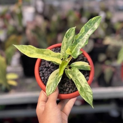 Philodendron Florida Beauty x Tortum Variegated Real Pict Rare Tropical Plant
