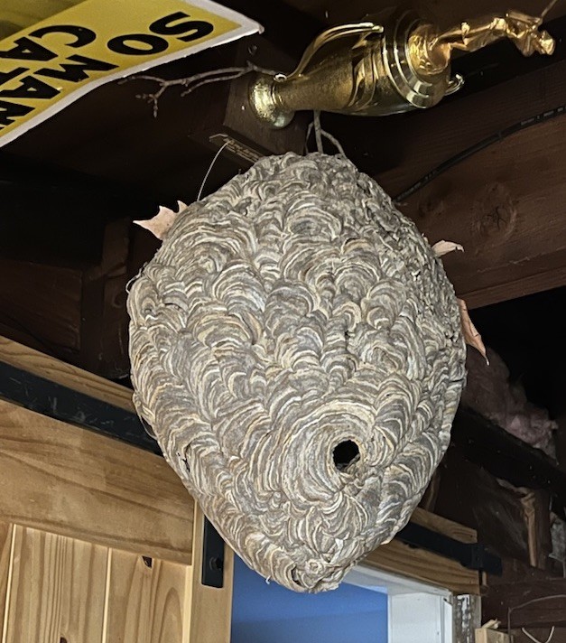 Large Natural Paper Wasp/Hornet Nest Real Insect Collectible Display Piece