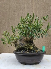 Old Fruiting Olive Bonsai Tree,,, SALE
