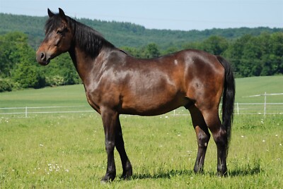 German Riding Pony GLOSSY POSTER PICTURE PHOTO PRINT BANNER 12736