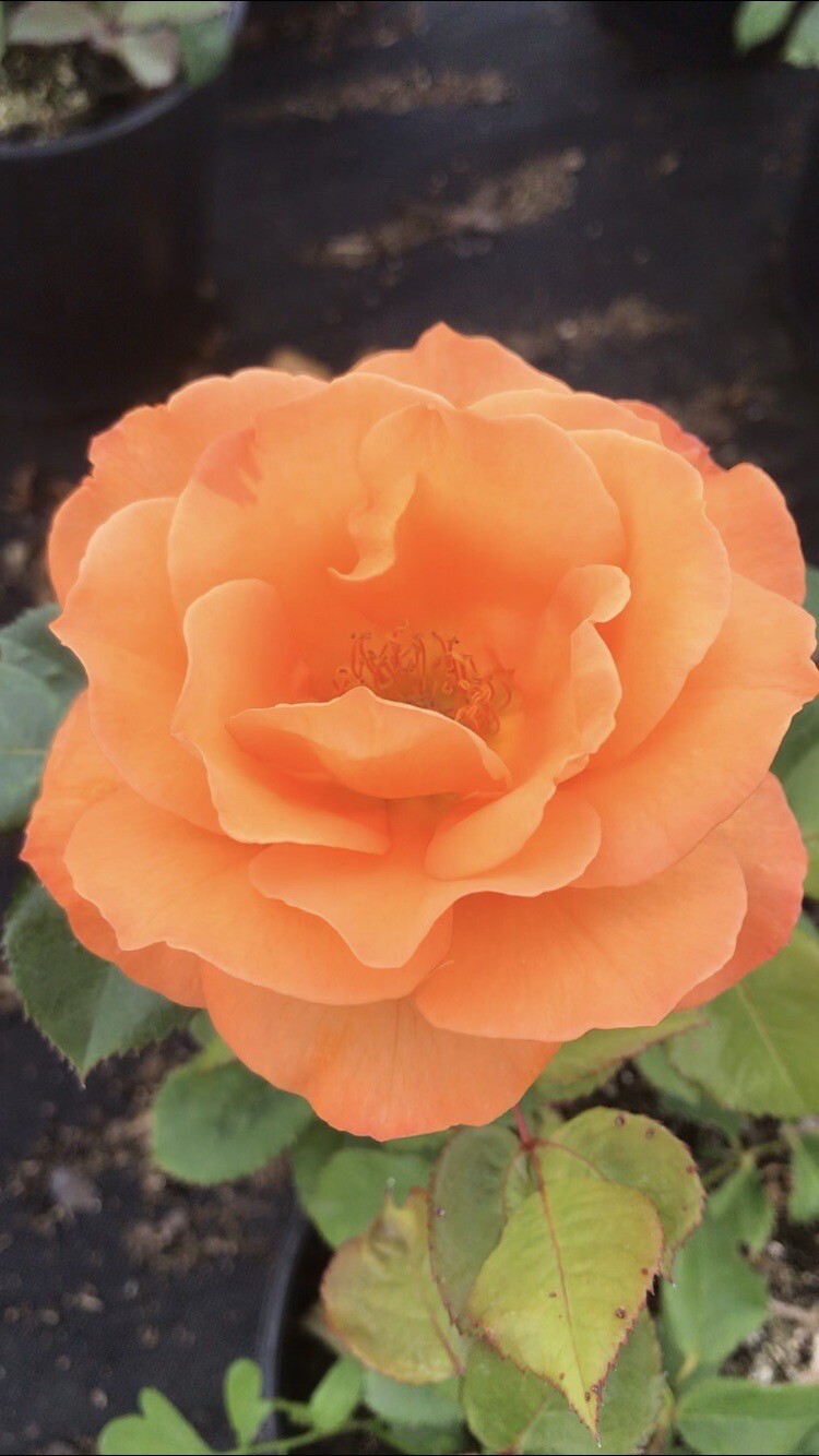 “SCENT FROM HEAVEN” CLIMBING ROSE PLANT IN A 3LT POT Orange Colour