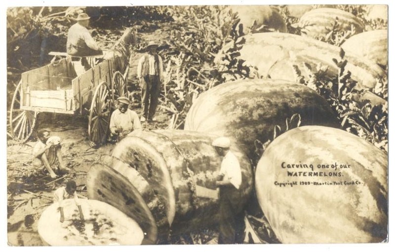 RPPC Martin EXAGGERATION - CARVING One of Our WATERMELONS 1909