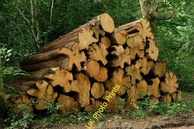 Photo A2 Ranmore Common Ranmore Common/TQ1450 Felled timber, due to sel c2021