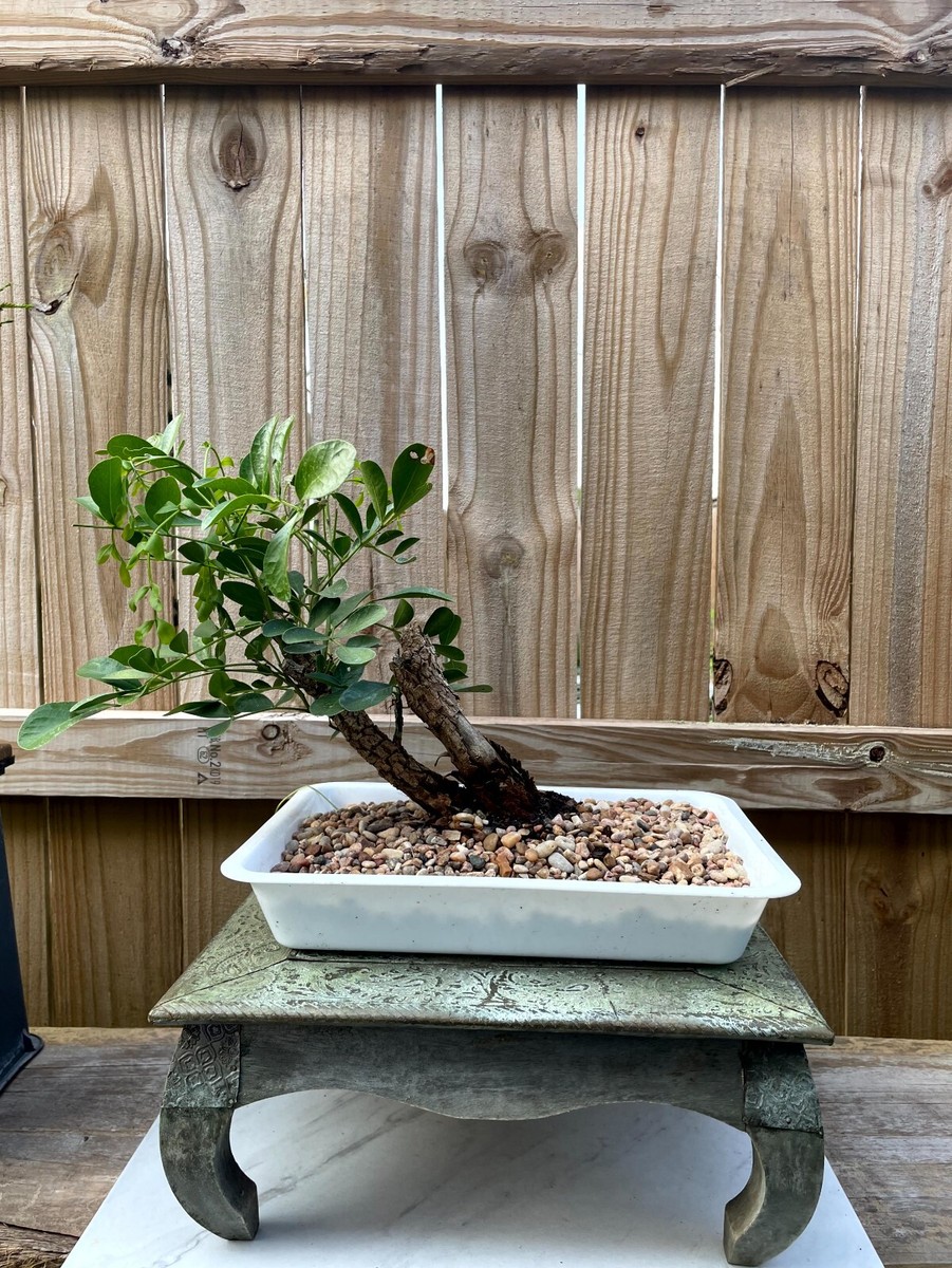 AWESOME! Beautiful Mountain Laurel Pre-Bonsai, 12 Years, HUGE TRUNK | eBay
