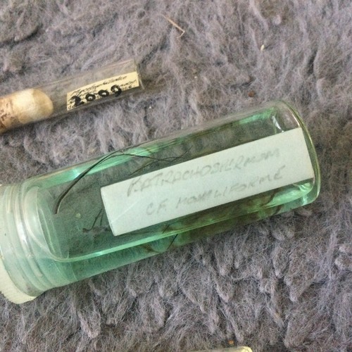 Rare 26 Vintage Science Lab Samples Shells Insect Weed Etc Great Variety - Foto 8 di 17