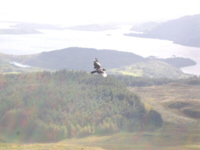 Foto 6x4 Kapuzenkrähe fliegt über Ben Lomond Rowardennan mit Blick auf t c2007
