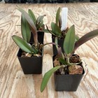 New ListingCattleya lawrenceana v.flammea 'Sebastian Ferrell' Am/Aos x dark Awz outcross 2”