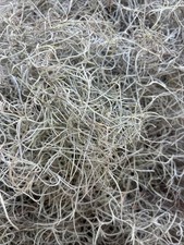    5 Pounds Natural Spanish Moss   Organic, Crafts, D cor, Terrariums  Gardens