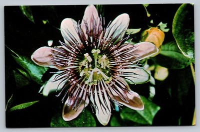 Passion Flower A Widely Grown Flower In Bermuda Vintage Postcard