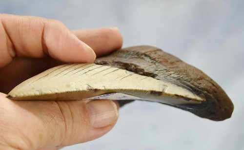 Megalodon Shark Teeth XLG Real FOSSIL 5 - 24 million year old 120mm 5.0" 595dd - Picture 10 of 16