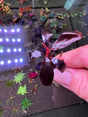 Bucephalandra Black Angel Rare Live Aquarium Plant | eBay