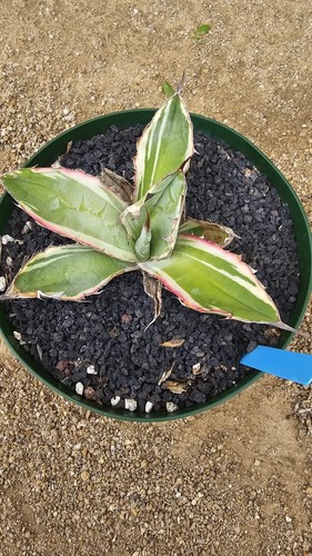 Agave Titanota Blue Ball Variegate - Picture 5 of 5