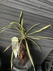 Color Guard Yucca — photo 2