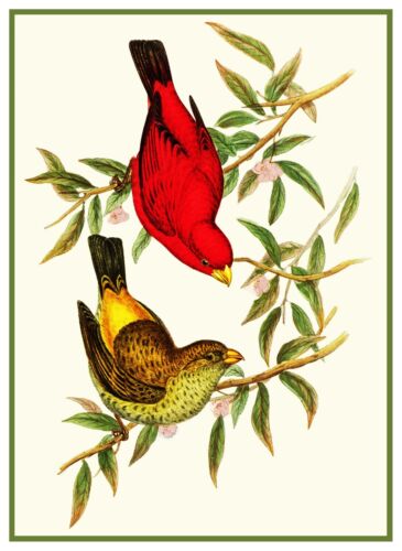 Naturalist John Gould Birds Scarlet Finches Counted Cross Stitch Chart Pattern - Picture 1 of 4
