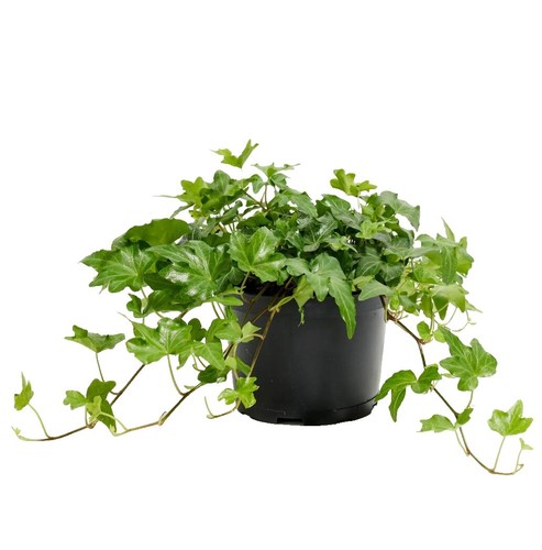 Hedera Helix Asterisk 1 Gallon Pot Plant English Ivy Asterisk Ivy Live  Plant | eBay