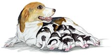 Decal Vinyl Sticker Beagle & Puppies - Printed Vinyl Decal Made in USA