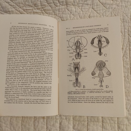 Rare 1953 Fly Metamorphosis Entomology Smithsonian Publication 4133 Volume 122 - 第 21/24 張圖片