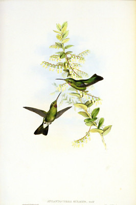 1990 Vintage HUMMINGBIRD #55 ''PUCE THROATED HUMMING BIRD GOULD COLOR Lithograph