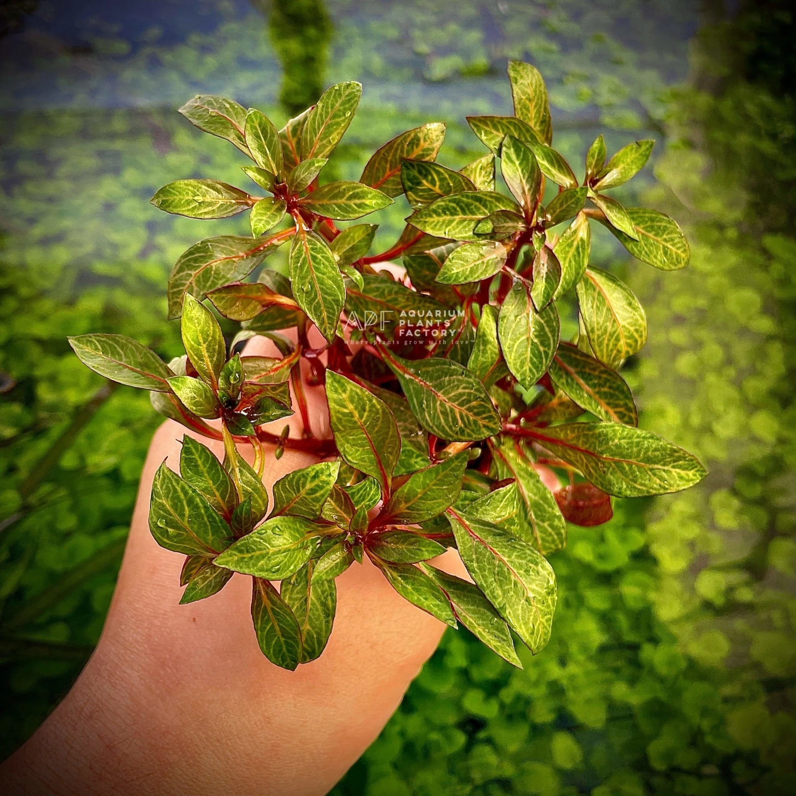 Ludwigia Red Skeleton Aquarium Plants Factory® NMATH