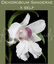 Spiking Dendrobium Sanderae X self orchid, Fragrant, Exceptional, 3.5" Pots