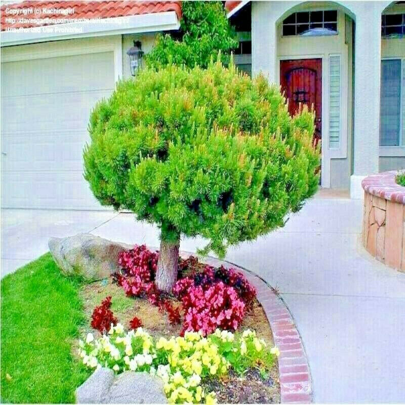 10 Japanese Red Pine (Pinus densiflora) Tree Seeds Evergreen