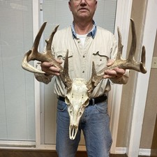Awesome 148 Wild Whitetail Deer Antler Horn European skull shed