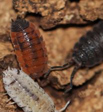 15 Mixed Color Isopods  Starter Springtails Culture   Porcellio scaber