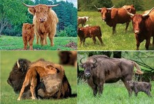 3 D Ansichtskarte Kuh Bison Wisent Rind Postk...