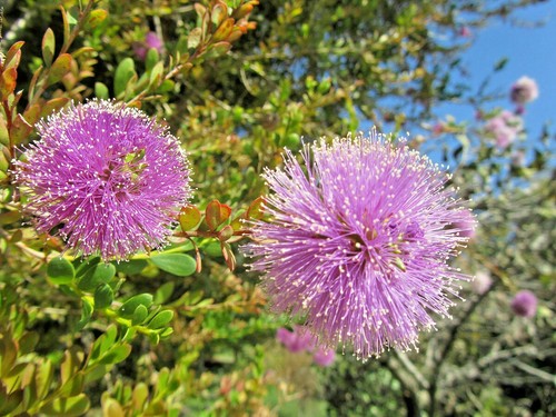 MELALEUCA SEED PACK-COLLECTION OF SIX SHOWY FLOWERING SHRUBS FOR THE GARDEN - Picture 5 of 10