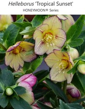 Helleborus Tropical Sunset Live Plant.