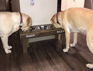 dog bowl station