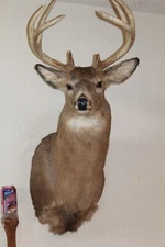 Whitetail Deer Head Shoulder Mount Taxidermy Cape Shed Antler Hunt Mule Rack