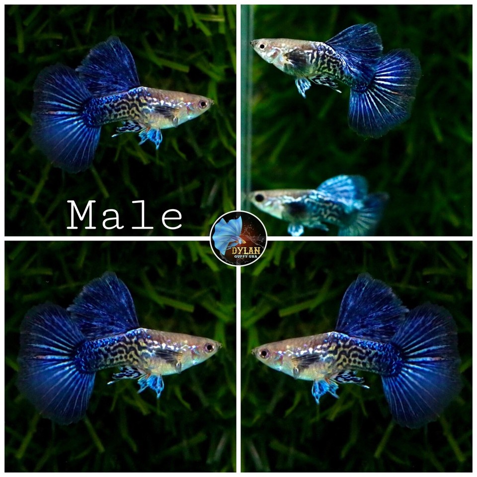 Live Aquarium Guppy Fish - Green Dragon Breeding Trio (USA Seller) 13 thumbnail image