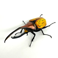 【Usado】 Figura de acción Bandai Rhinoceros Beetle 09 Dynastes hercules occidentalis