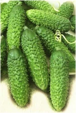 Cucumber Rufus F1, Cucumber seeds, organic seeds, 0,4g - #237