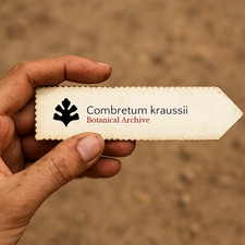 Combretum kraussii SEEDS - Forest bushwillow | River bushwillow