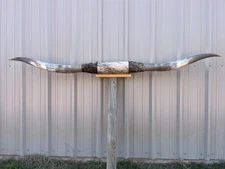 MOUNTED STEER HORNS 7 feet 2 1/2” wide LONGHORN POLISHED MOUNT BULL COW