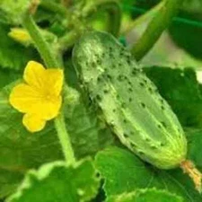 100 Pickling Cucumber Seeds.  USA Seeds. Organic. Ships free