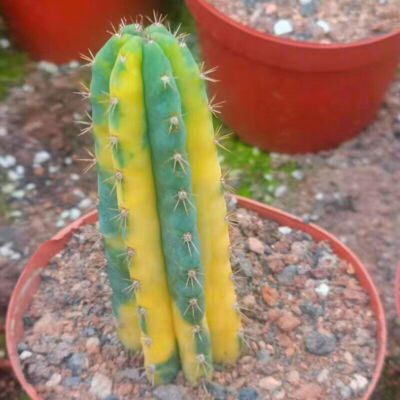 #ad Rarecactus cereus SP variegated decoration Plants high 8 12cm $24.19