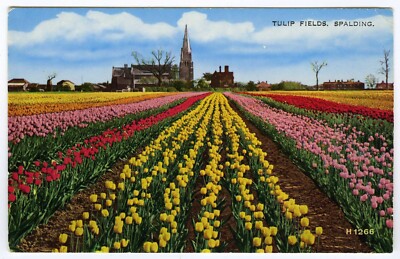 1960er Lincolnshire Postkarte Die bunten Tulpenfelder von Spalding unbesendet