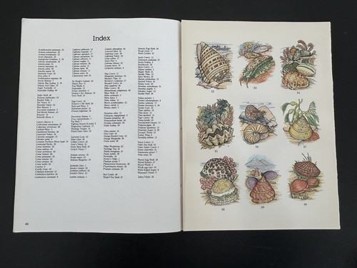 Shells of the World Coloring Book Dover Nature Lucia De Leiris PB 1983 - Picture 8 of 9