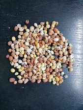 Schneckenhäuschen ***Deko oder Aquarium***