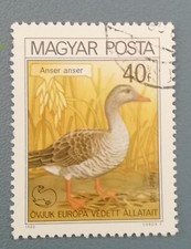 TIMBRE HONGRIE MAGYAR POSTA STAMP 1980 FAUNE OIE ANSER ANSER OVJUK EUROPA VEDETT