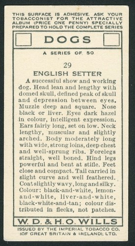 ENGLISH SETTER W D & H O WILLS 1937 DOG SERIES OLD CIGARETTE CARD #29 - Picture 2 of 2