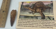 Spinosaurus T00th 2” Dinosaur F0ssil not T Rex Cretaceous N6